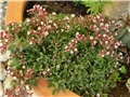 sedum